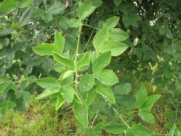 <p><span>štědřenec odvislý</span></p>