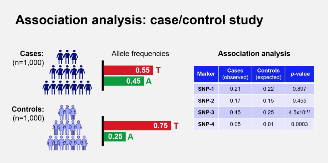 <p>GWAS is a method used to identify common genetic variants across the genome that are statistically associated with a particular trait or disease by comparing large groups of unrelated cases and controls.</p><p>GWAS examines whether certain alleles are more common in affected individuals (cases) compared to unaffected individuals (controls). A significantly higher frequency in cases suggests that the variant or nearby variant contributes to disease risk.</p><p></p><ul><li><p>Linkage analysis: family-based, best for rare/monogenic diseases; identifies large chromosomal regions linked to disease.</p></li><li><p class="p1">GWAS: population-based, best for common/polygenic diseases; tests hundreds of thousands of variants across the genome for statistical association.</p></li></ul><p></p>