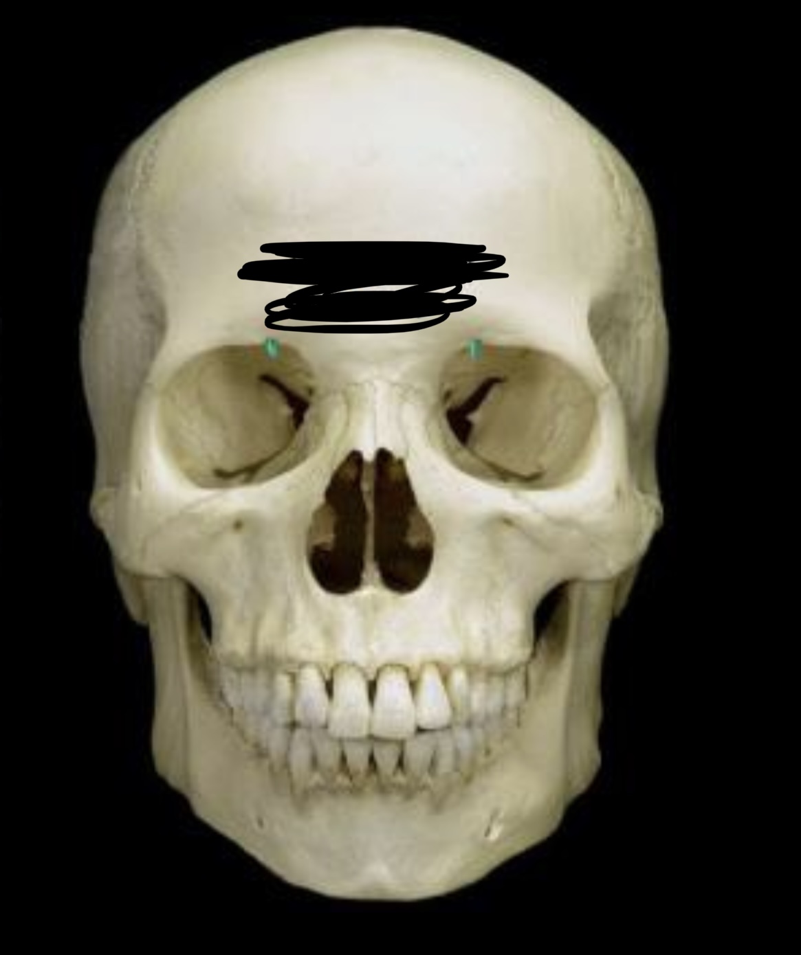 knowt flashcard image