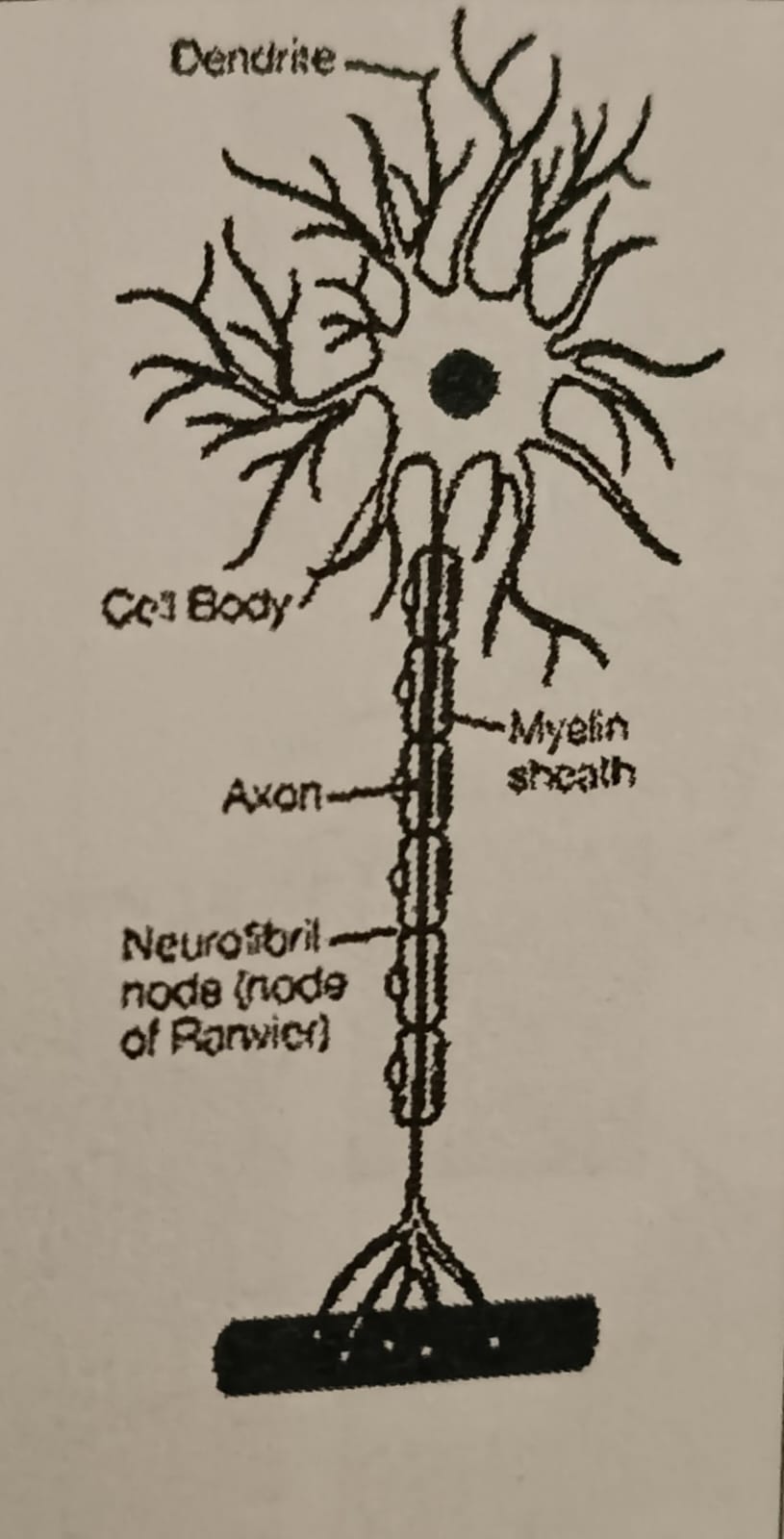 <p>Send information from the brain to the effectors (muscles and glands).</p><ul><li><p>located in the spinal cord, brain and body</p></li></ul>