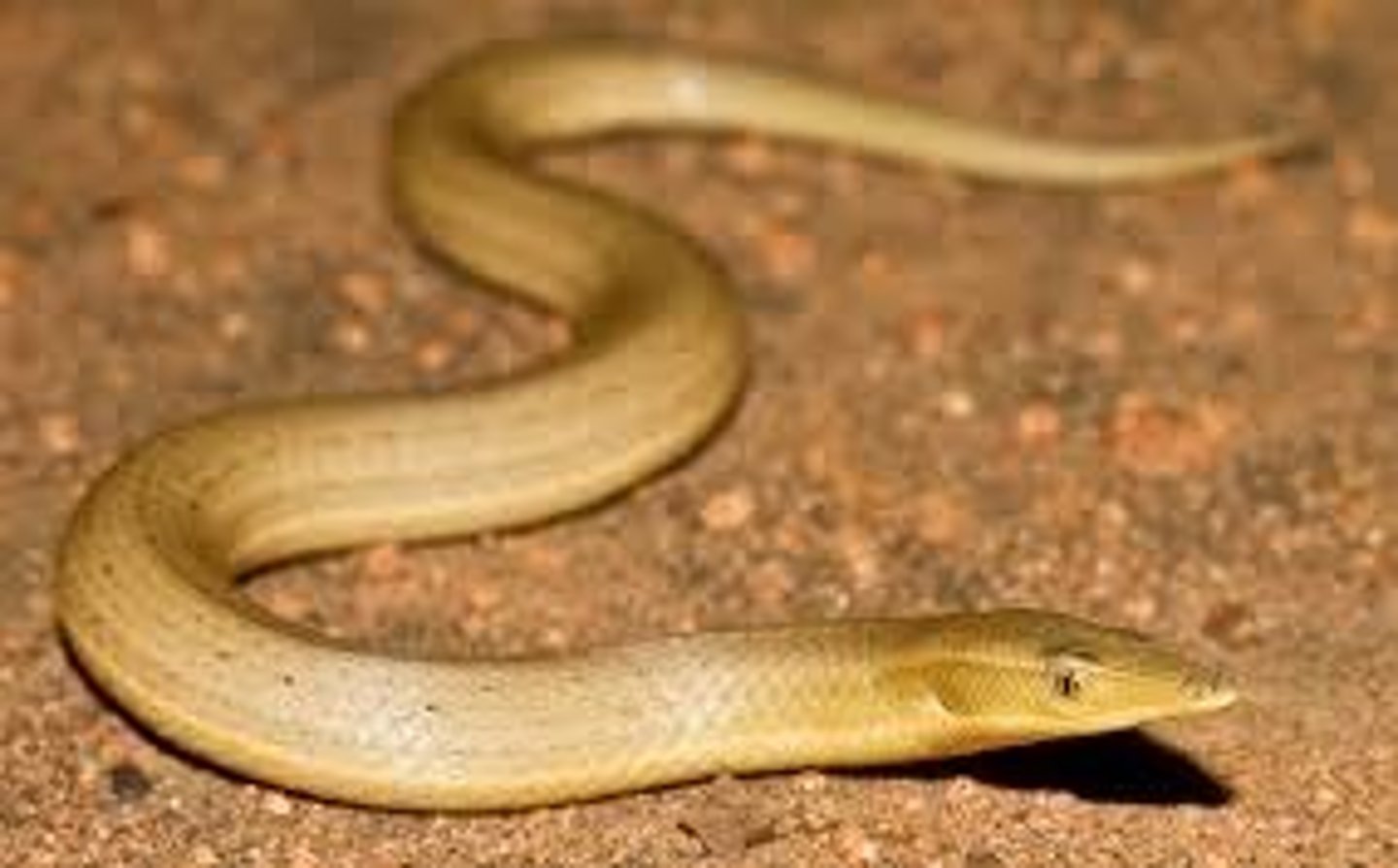 <p>Snake Lizard:</p><p>- limb loss/reduction</p><p>- great hearing + vocalization</p><p>- gecko like traits</p>