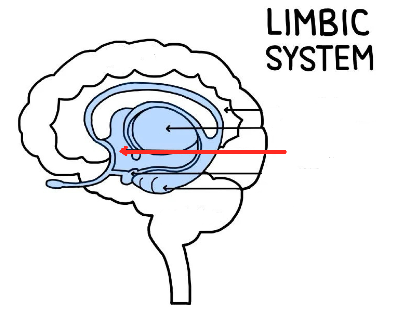 <p>Part of the brain responsible for maintaining a constant internal bodily state</p><ul><li><p>Oversees endocrine and autonomic nervous system</p></li><li><p>Key psychological drivers, regulating hunger, thirst, sexual motivation, temperature, other emotional behaviors</p></li><li><p>“The Four F’s: feeding, fighting, fleeing, sexual activity</p></li></ul><p></p>