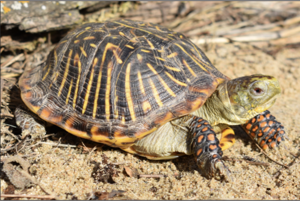 <p><em><span>Terrapene ornata</span></em></p>