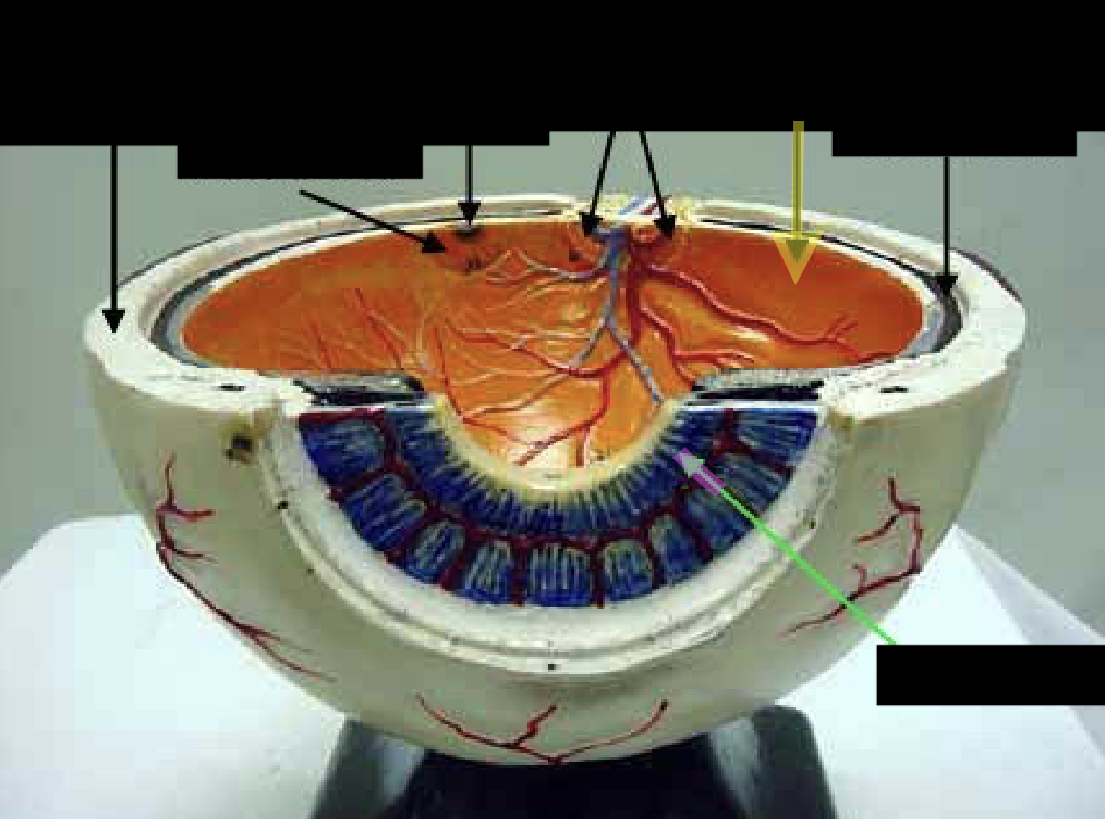 <p>retina— deepest layer </p>