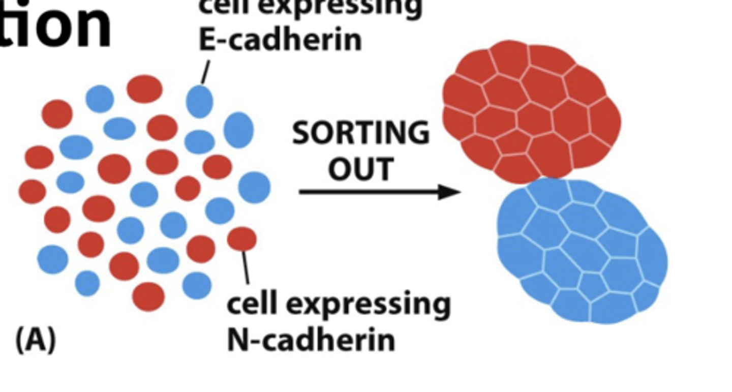<p>occur among cells that are expressingdifferent levels of the same cadherin</p>
