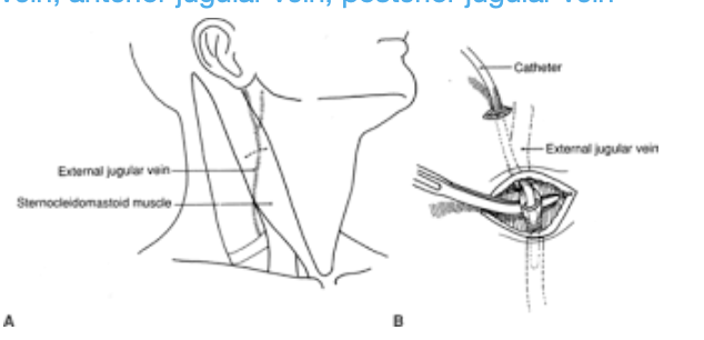 <p><span>the angle of the jaw</span></p>