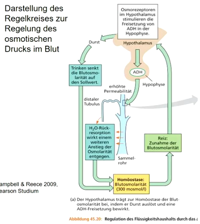**Nieren** dienen auch der Osmoregulation (= Regelung der chem. Zusammensetzung der Körperflüssigkeit). 

Hormoneller Regelkreis verknüpft Nierenfunktion, Wasserhaushalt und Blutdruck. 

Osmoregulation gesteuert durch **hormonelle und neuronale Kontrolle.**

**Osmolaritätsrezeptoren** messen **Osmolarität** des Blutes und z. B.: **regulieren ADH-Freigabe.** 

**Antidiuretisches Hormon (ADH)** vom Hypothalamus aus Hypophysenhinterlappen freigesetzt, erhöht Wasserdurchlässigkeit des Epithels der Nieren-Tubuli.

Bei zu hohe Osmolarität im Blut (z. B. zu viel Salz mit Nahrung aufgenommen), wird mehr Wasser resorbiert und Harn eingedickt. 

Negative Rückkopplung lässt ADH-Spiegel sinken u viel Wasser mit Harn abgegeben.