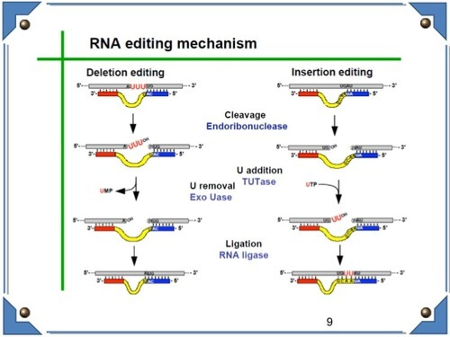 <p>RNA editing is a post-transcriptional process that may entail the insertion, deletion, and base substitution of nucleotides. This process is quite rare!</p>