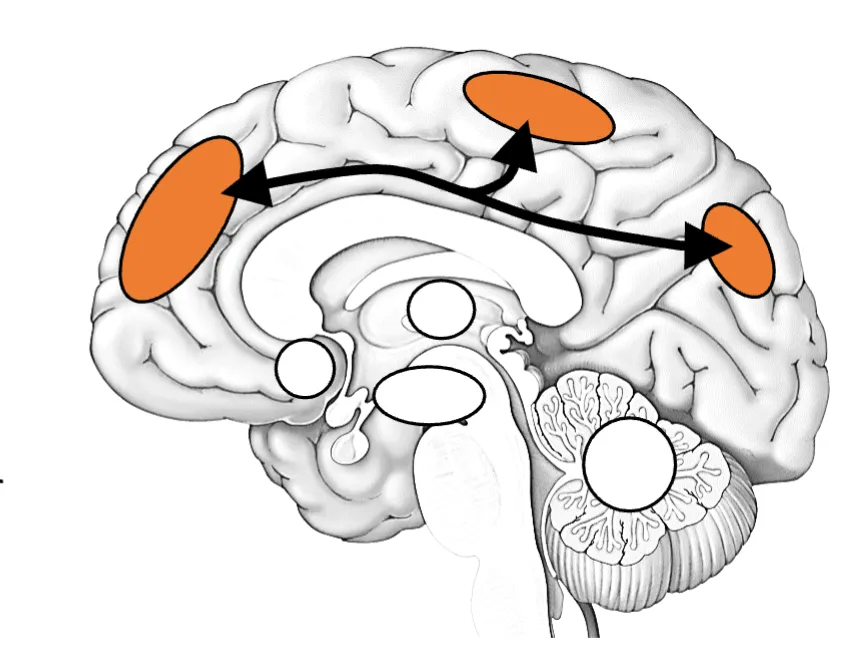 <p>frontoparietal network </p>