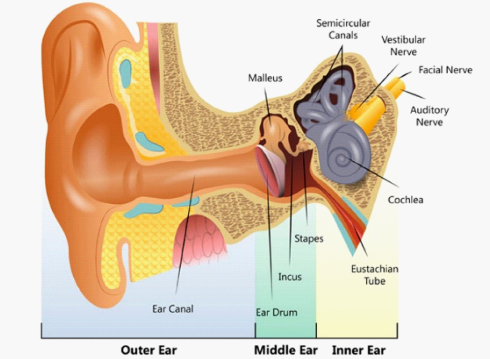 <ol><li><p>Malleus</p></li><li><p>Semicircular canals</p></li><li><p>Vestibular nerve (detecting balance)</p></li><li><p>Facial nerve (<span style="font-family: Google Sans, Roboto, arial, sans-serif; color: rgb(32, 33, 36)">facial expression)</span></p></li><li><p>Auditory nerve</p></li><li><p>Cochlea</p></li><li><p>Eustachian tube</p></li><li><p>Stapes</p></li><li><p>Incus</p></li><li><p>Ear drum</p></li><li><p>Ear Canal</p></li></ol>