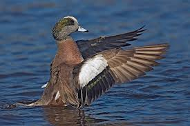 <p><span><span>Mareca americana</span></span></p>