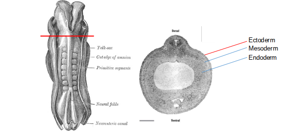 <p>The neural tube appears during the fourth week after fertilisation, and the central nervous system develops from the ectoderm layer.</p>