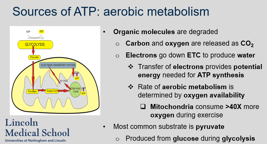 <p>ATP is primarily produced through the degradation of organic molecules, such as fatty acids, carbohydrates, and proteins, in the mitochondria of muscle cells. During aerobic metabolism, carbon and oxygen are released as CO2, and electrons go down the electron transport chain (ETC) to produce water. The transfer of electrons provides the potential energy needed for ATP synthesis. The rate of aerobic metabolism is determined by the availability of oxygen, and mitochondria consume over 40 times more oxygen during exercise. The most common substrate for ATP production during aerobic metabolism in muscle cells is pyruvate, which is produced from glucose during glycolysis.</p>