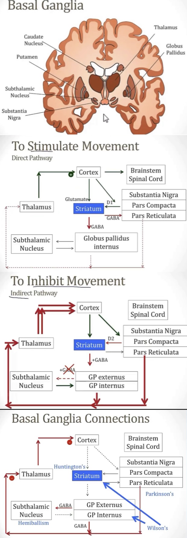 <p>-substantia nigra, subthalamic nucleus, putamen, caudate nucleus, and globus pallidus(picture)</p><p>-putamen and caudate; cortex; putamen and globus pallidus</p><p>-modifying voluntary movements</p><p>-Parkinson’s, Huntington’s, Hemiballism, and Wilson’s(connections shown in picture)</p><p>DIRECT PATHWAY…(picture)</p><p>-create movement</p><p>-GABA and pars reticulata; thalamus; cortex</p><p>-substantia nigra pars compacta; D1</p><p>INDIRECT PATHWAY…(picture)</p><p>-inhibit movement</p><p>-GABA; subthalamic nucleus; GPi; thalamus</p><p>--substantia nigra pars compacta; D2</p>