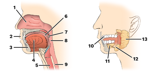 <p>attached at hyoid and styloid processes of the skill, and by the lingual frenulum of the mouth</p><p>-number 4</p>