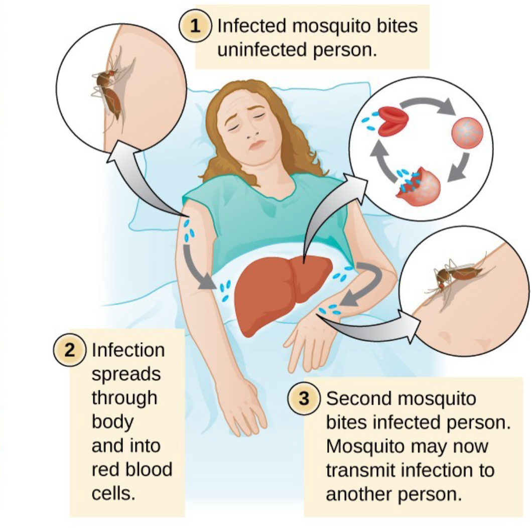 <p>biological transmission</p>