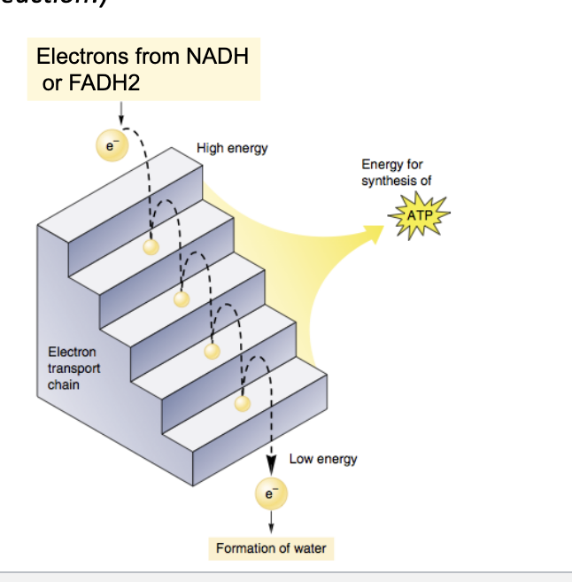 <ul><li><p>electrons from NADH and FADH<sub>2</sub> move in a stepwise fashion through the ETC towards oxygen → passing to lower and lower energy states and <strong>releasing energy</strong> at each step </p></li><li><p>enables cell to <strong>maximize the harvesting of energy</strong> from the ETC to drive ATP production</p><ul><li><p>so without the chain it would be a huge, wasteful burst of energy but with ETC its small manageable steps where lots of ATP is made</p></li></ul></li><li><p>O<sub>2</sub> pulls electrons down the chain in an “energy-yielding tumble”</p></li></ul><p></p>