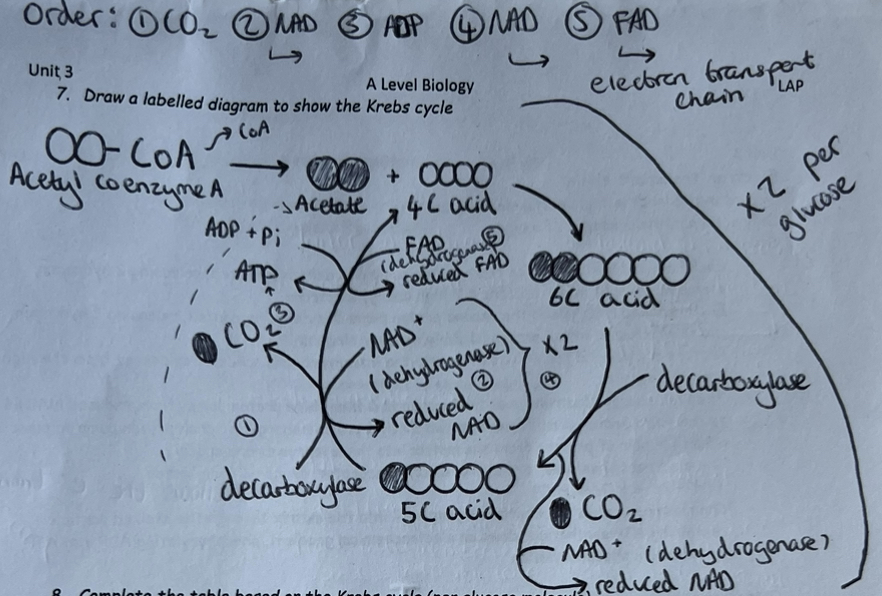 knowt flashcard image