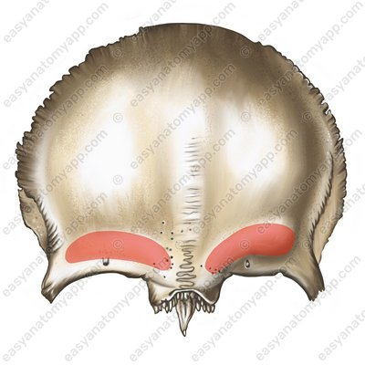 knowt flashcard image