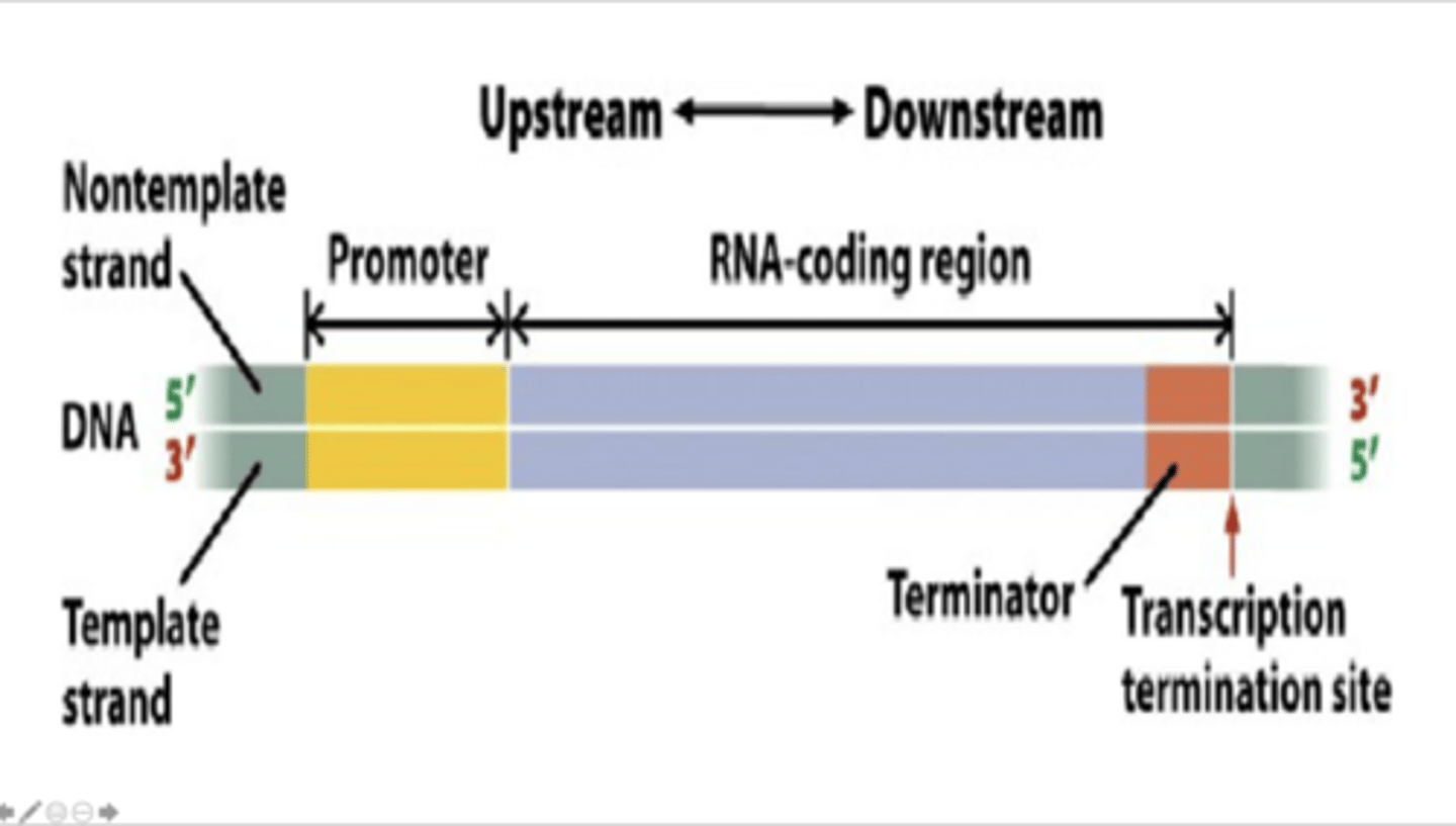 <p>The diagram below represents a bacterial transcription unit comprised of three critical regions: the promoter, the coding region, and the terminator. Which region(s) would not be present in the final RNA transcript?</p>