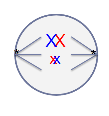 <p>An organism has a 2N = 4. Is this cell undergoing Mitosis or Meiosis? What stage is it at?</p>