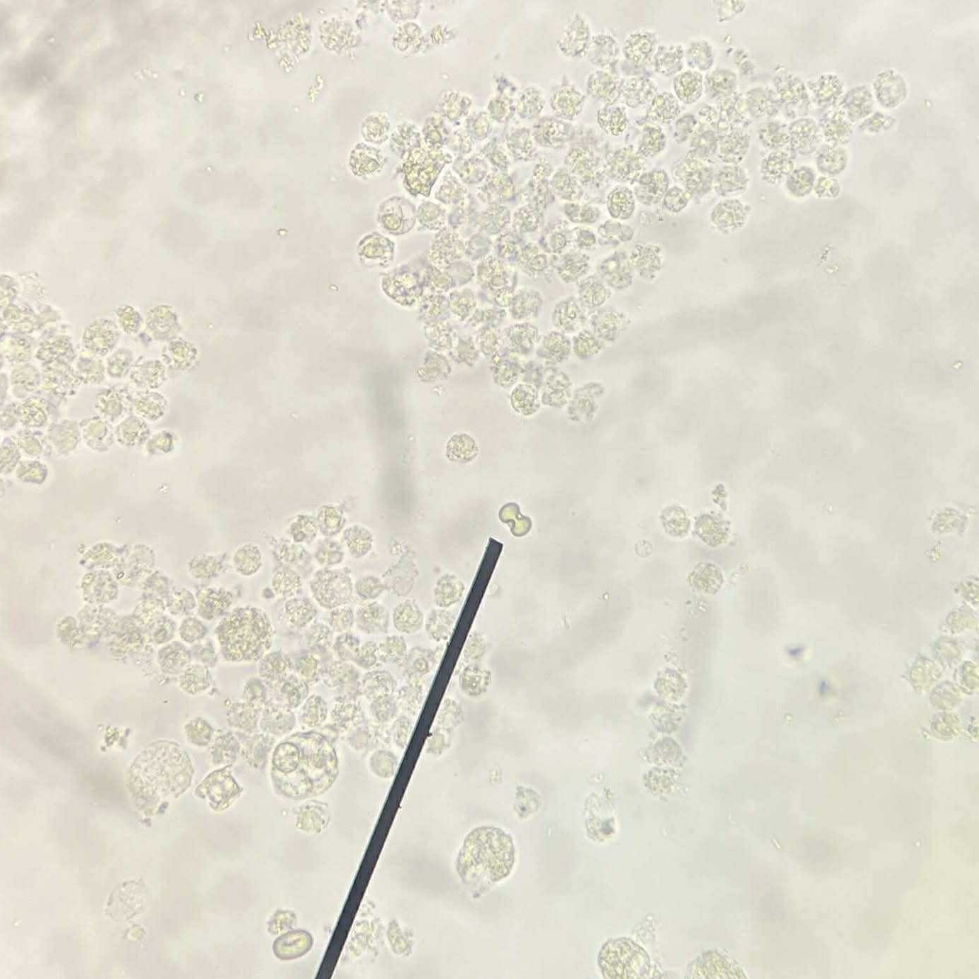 <ol><li><p>Identify pointed structure.</p></li><li><p>What is this structure associated with?</p></li></ol><p></p>