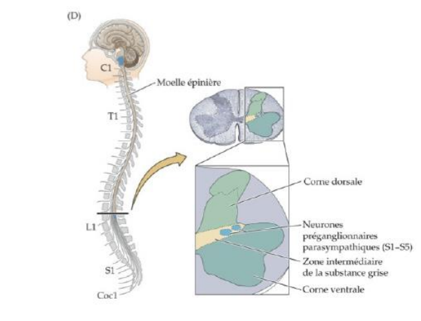 -intervient principalement dans les situations de calme relatif pour restaurer l'énergie dépensée
-favorise l'anabolisme
-reconstitue les ressources lorsque les circonstances permettent à l'organisme de "se reposer et de digérer"
activation :
-neurones pré-ganglionnaires dans le tronc cérébral (noyau d'Edinger-Westphal, salivaires supérieur et inférieur, ambigu, moteur dorsal du nerf vague) et dans la région sacrée de la moelle 
-neurones moteurs des ganglions parasympathiques situés à l'intérieur ou à proximité des organes qu'ils innervent
-le ganglion parasympathique est plus proche de sa cible (muscle lisse et cardiaque, cellule sécrétrices) que du SNC