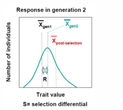 <p>R=S x H<sup>2</sup></p><p>quantifies the difference between the phenotypic distribution of the <strong>original population</strong> and the<strong> next generation</strong></p>