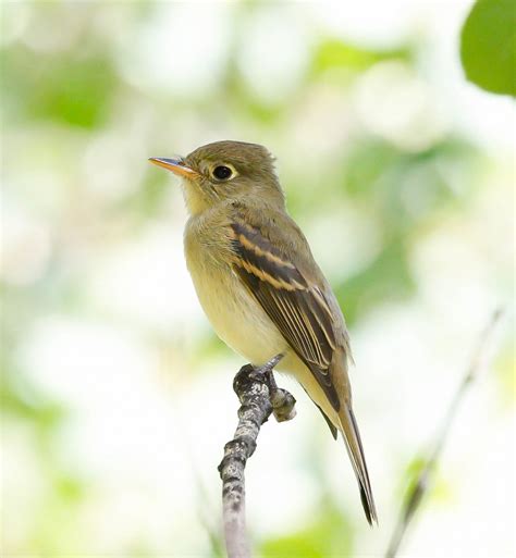 Green/yellow belly, olive top, slight eye ring. Males and females similar.
