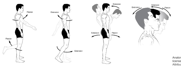 <p>Movement that decreases the angle between two bones or parts of the body. Occurs in the sagittal plane on the transverse axis of the body. Examples are the neck, shoulder, elbow, wrist, digits, spine, hip, and knee.</p>