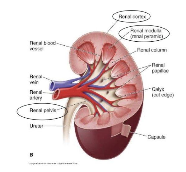 <ul><li><p>Cortex (outer layer)</p><ul><li><p>Glomeruli</p></li><li><p>Proximal tubules</p></li><li><p>Renal corpuscles</p></li></ul></li><li><p>Medulla</p><ul><li><p>Pyramids</p></li><li><p>Distal tubules</p></li><li><p>Collecting ducts</p></li></ul></li><li><p>Pelvis</p><ul><li><p>Urine collection starts</p></li><li><p>Start of ureter</p></li></ul></li></ul><p></p>