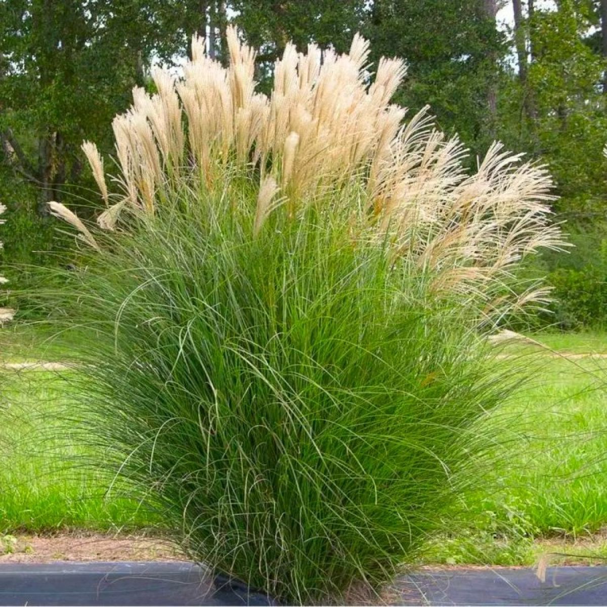 <p>Eulalia - <em>Miscanthus sinensis </em><strong><u>‘Gracillimus’</u></strong></p>