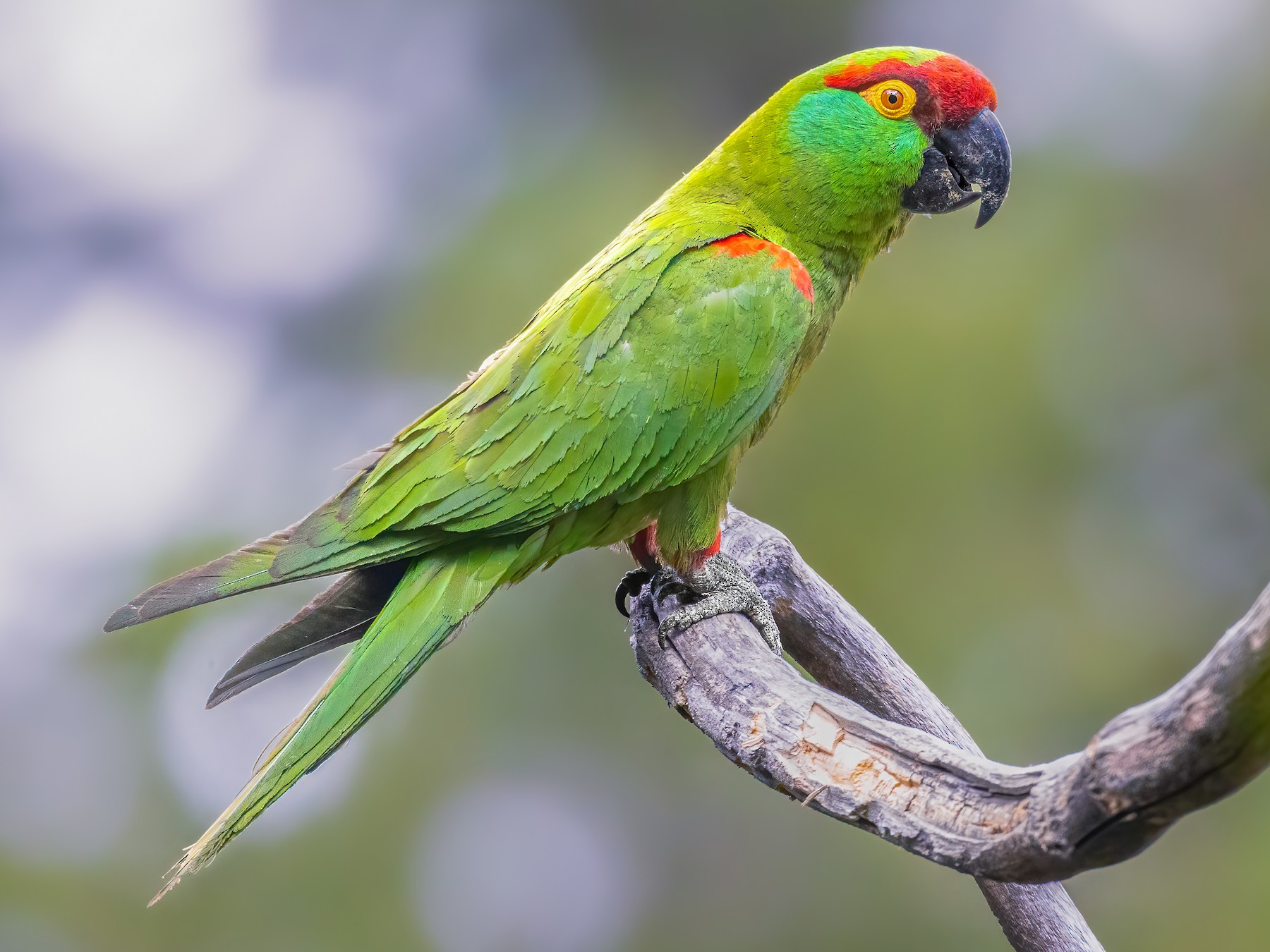 knowt flashcard image