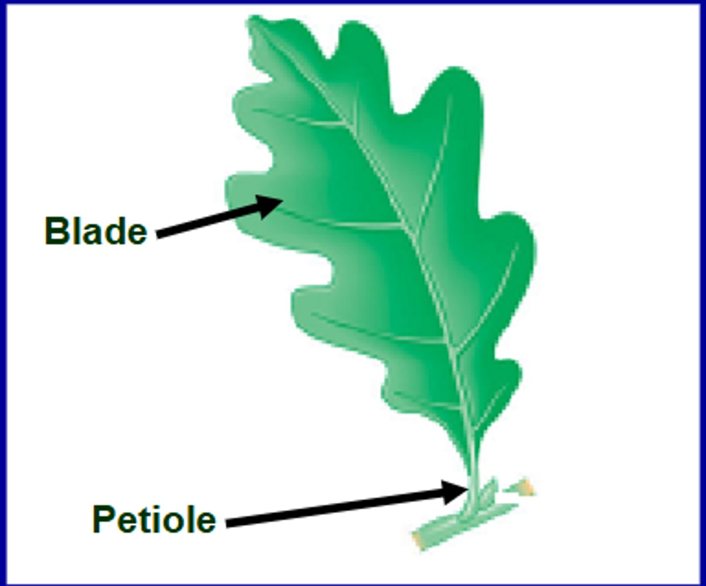 <p>-Flattened blade</p><p>-Petiole</p>