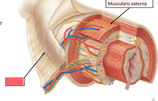 <p>outer CT of GI tract</p>