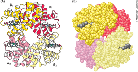 <p>Four polypeptide chains, two alpha-helices and two beta-sheets</p>