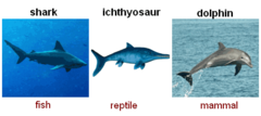 -the process by which unrelated organisms independently evolve similarities when adapting to similar environments.
-does not provide information about ancestry.
-ex. flying squirrel and sugar glider.
