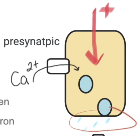 <p>Steps of transmission between neurons- synaptic transmission (part 1, presynaptic neuron)</p>