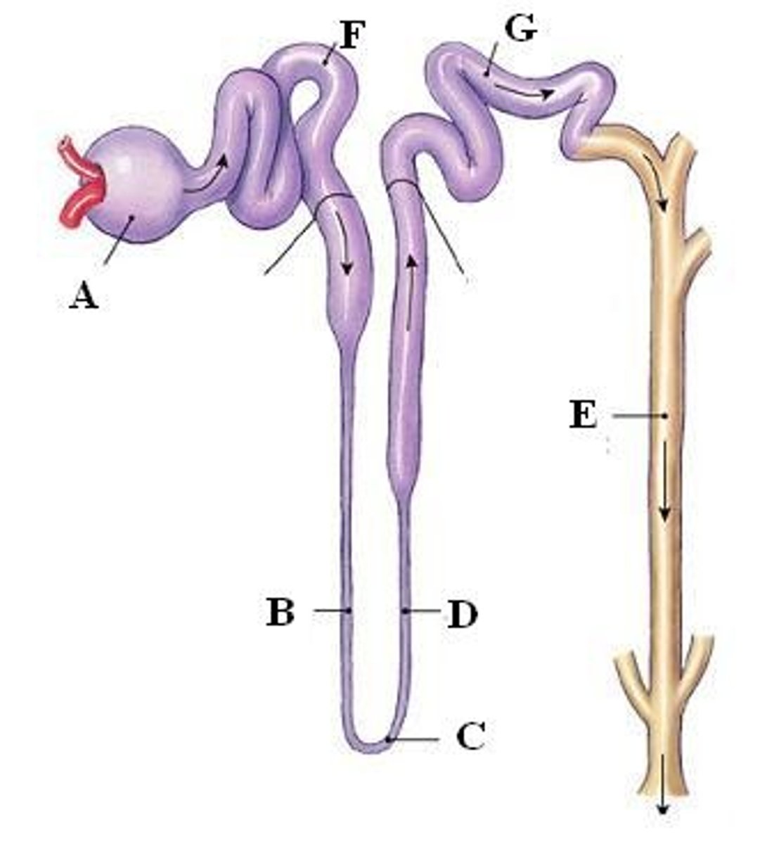 <p>The furtherest end of the tubule before the collecting duct</p><p>G in diagram</p>