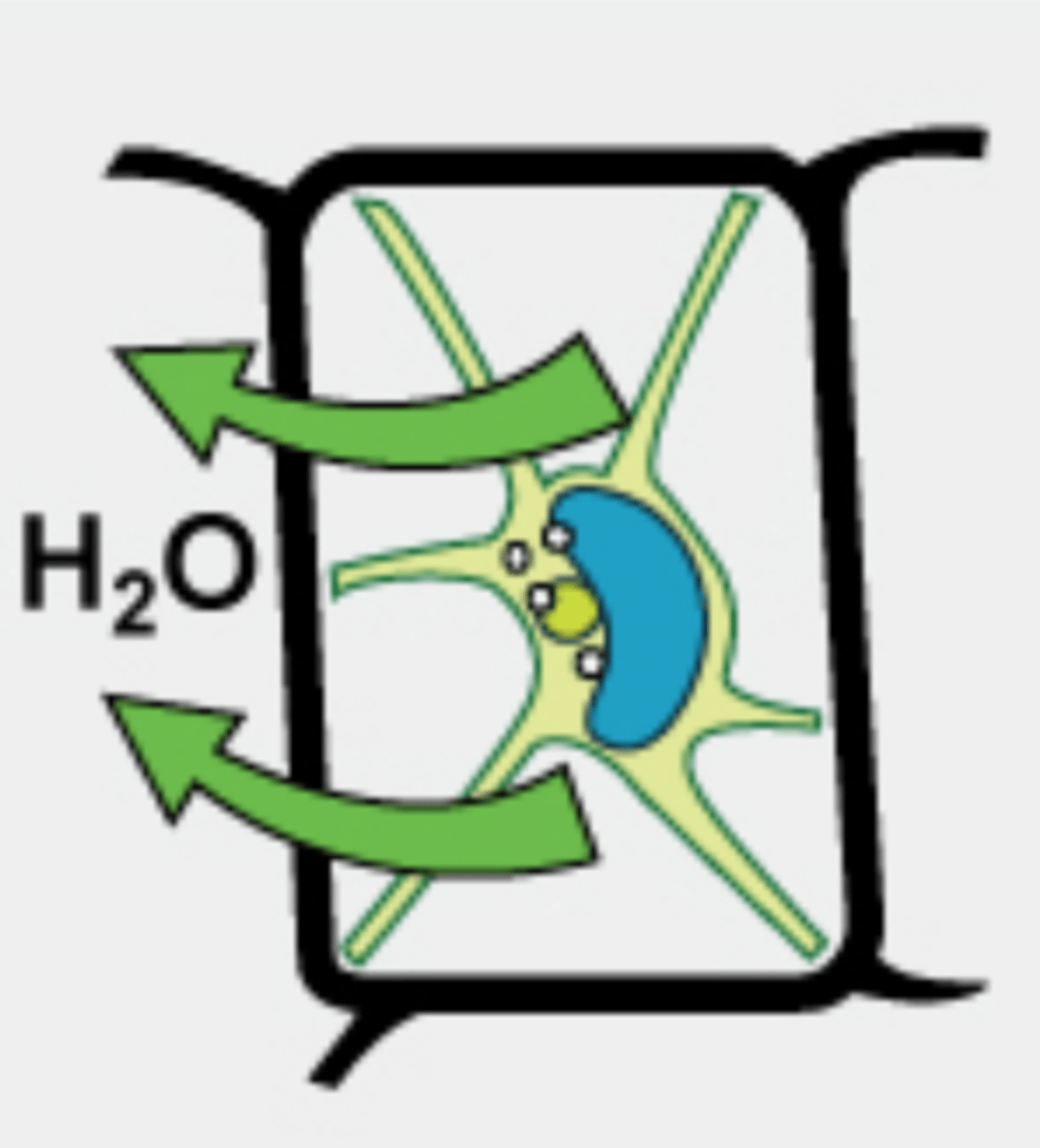 <p>more water inside the cell than outside, water will flow out of the cell, and the plant will wilt and possibly die</p>