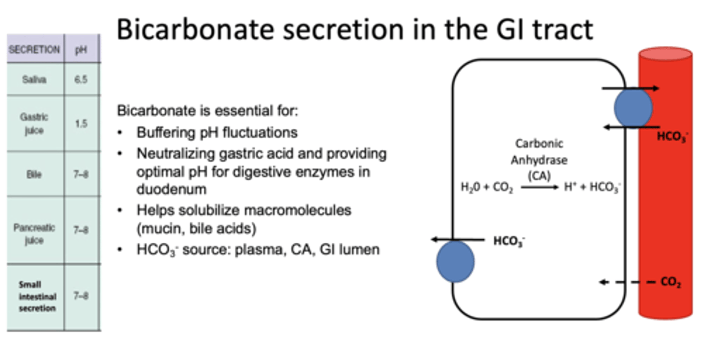 <p>transports HCO3- out of the cell to the lumen</p>