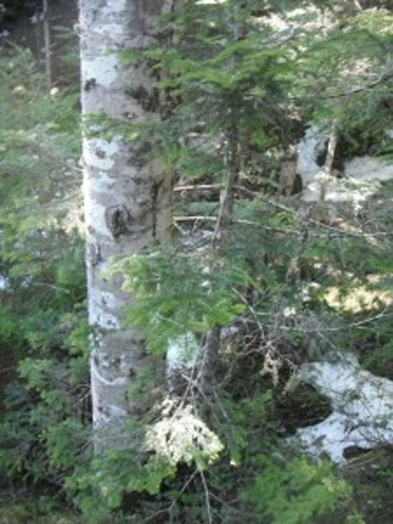 term image