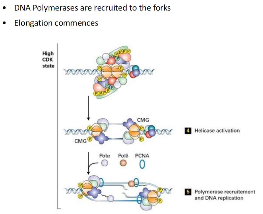 <p><strong>Polymerase Recruitment</strong><br> DNA polymerases are recruited to the replication forks<br> These enzymes synthesize new DNA strands complementary to the template</p><p><strong>Elongation</strong><br> DNA synthesis commences<br> Replication proceeds bidirectionally from the origin</p>
