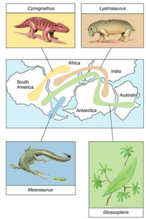 <ul><li><p>Biogeography describes the distribution of lifeforms over geographical areas, both in past and present times</p></li><li><p>Biogeography provides evidence for evolution because it suggests that closely distributed species share a common lineage</p></li><li><p>If speciation was random, the distribution of structurally similar species would be expected to be scattered</p></li></ul>