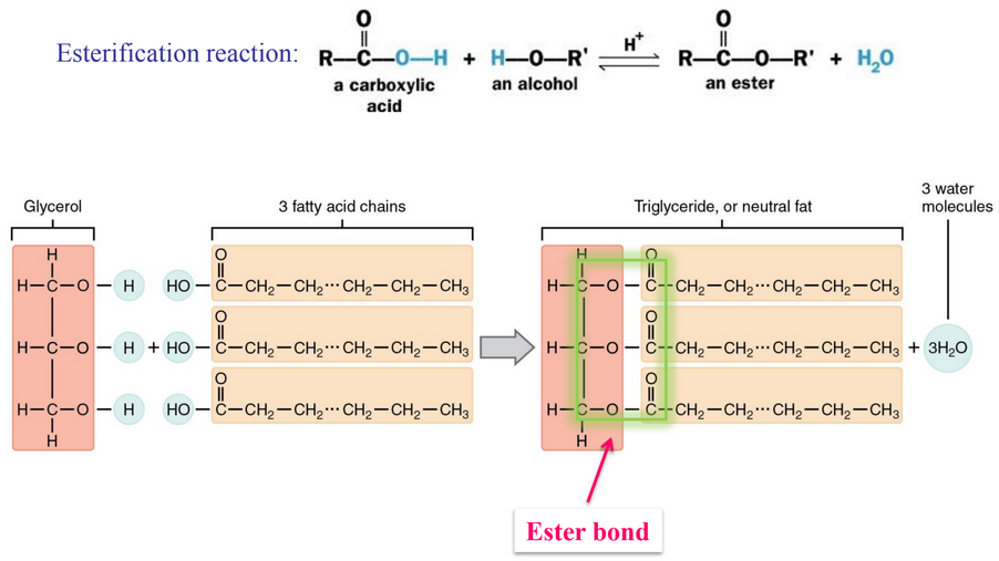 <p>the bond between the hydrocarbon and the carboxylic ends of a fat</p>