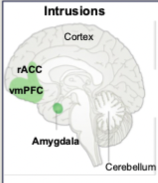 <ul><li><p>rostral anterior cingulate cortex</p></li><li><p>ventro-medial prefrontal cortex</p></li><li><p>amygdala</p></li></ul><p></p>