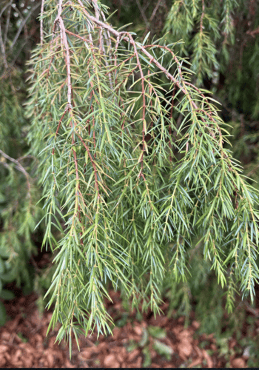 <p>yellow-orange stems, wax on bottom of needles, prickly awl, upright small tree</p>