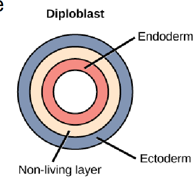 <p>2 germ layers (endo and ecto)</p>