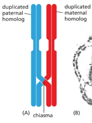 <p>point where two non-sister chromatids of homologous chromosomes cross and physically link during meiosis</p>