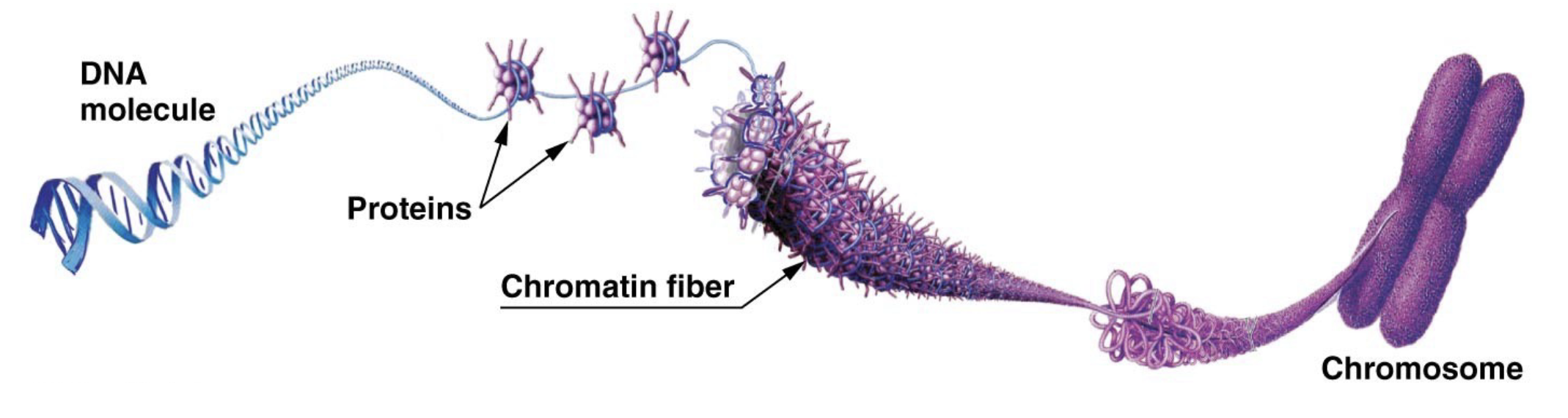 .In the nucleus, DNA is organized into discrete units called chromosomes \n .Each chromosome is composed of a single DNA molecule associated with proteins \n .The DNA and proteins of chromosomes are together called chromatin